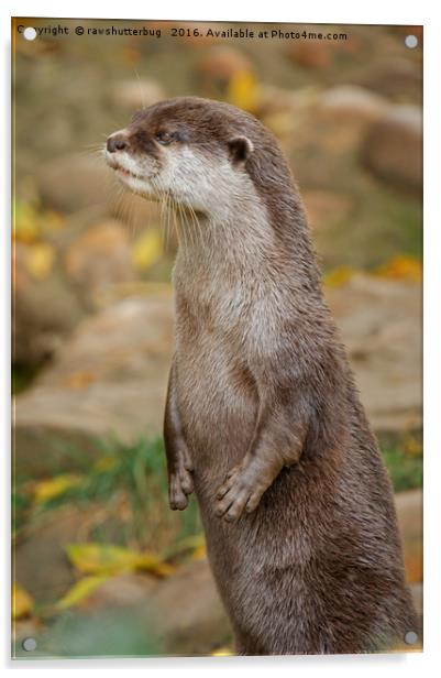 Otter Standing Tall Acrylic by rawshutterbug 