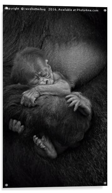 Newborn Baby Gorilla Acrylic by rawshutterbug 