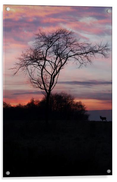 A Buck At Sunset Acrylic by rawshutterbug 