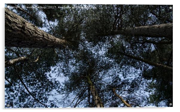 Pine Tree Treetops Acrylic by rawshutterbug 