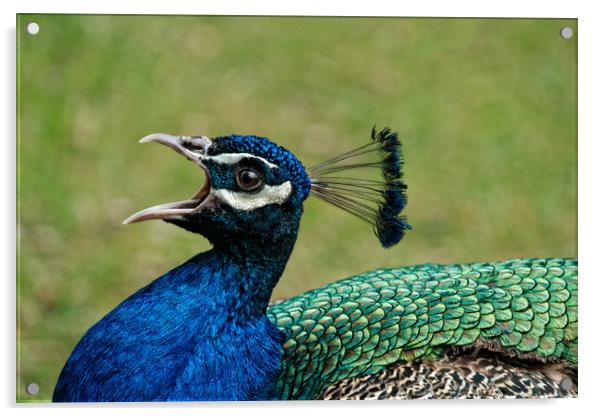 Peacock Mating Call Acrylic by rawshutterbug 