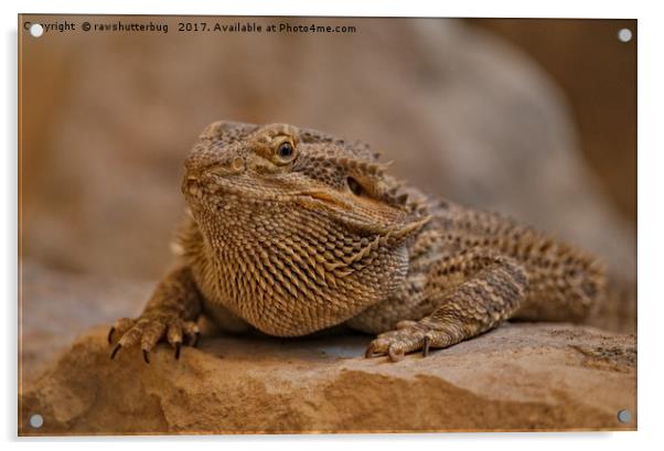 Bearded Dragon Acrylic by rawshutterbug 