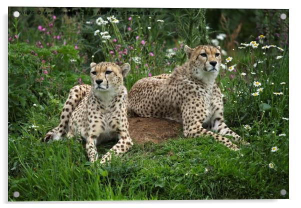 Resting Cheetahs Acrylic by rawshutterbug 