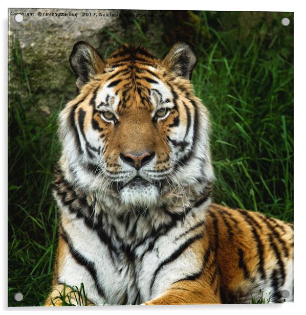 Majestic Tiger With A Fixed Stare Acrylic by rawshutterbug 