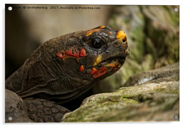 Red-Footed Tortoise Acrylic by rawshutterbug 