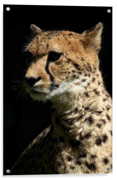 Cheetah Acrylic by rawshutterbug 