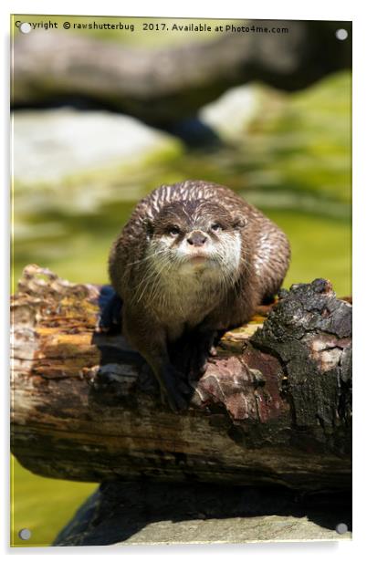 Otter On A Tree Trunk Acrylic by rawshutterbug 