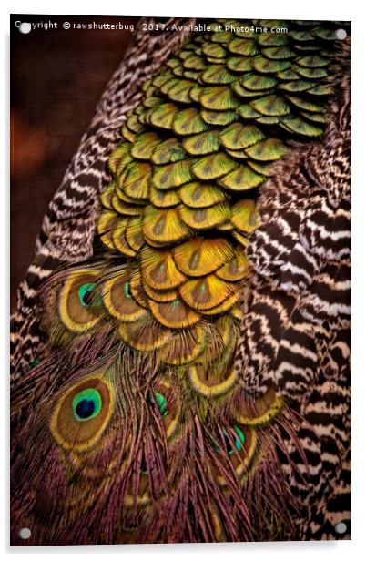 Peacock Tail Feathers Acrylic by rawshutterbug 