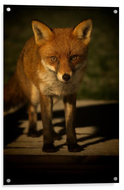 The Wild Red Fox Acrylic by rawshutterbug 