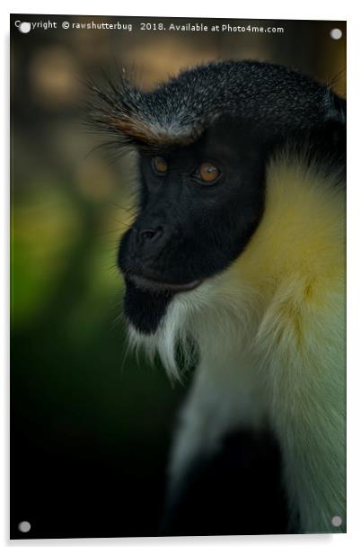 Diana Monkey's Gaze Acrylic by rawshutterbug 