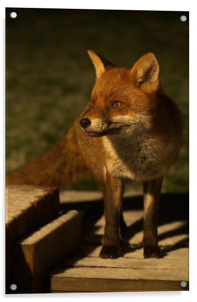 The Wild Red Fox Acrylic by rawshutterbug 