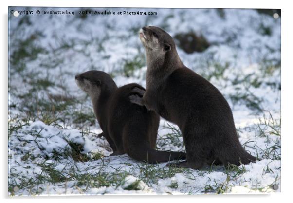 Otters In The Snow Acrylic by rawshutterbug 