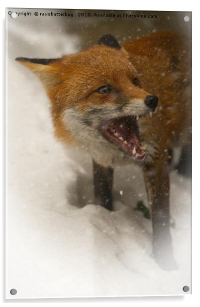 Wild Red Fox In The Snow Acrylic by rawshutterbug 