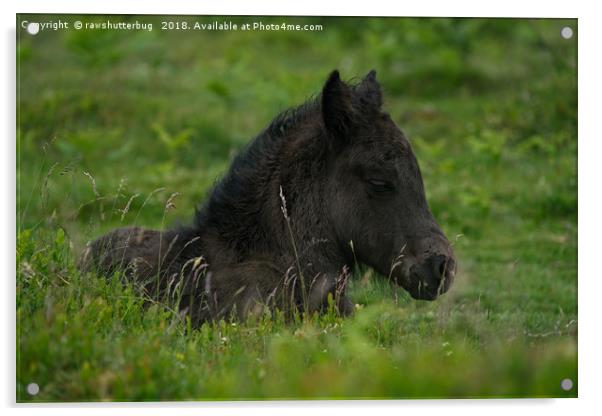 Sleepy Dartmoor Foal Acrylic by rawshutterbug 