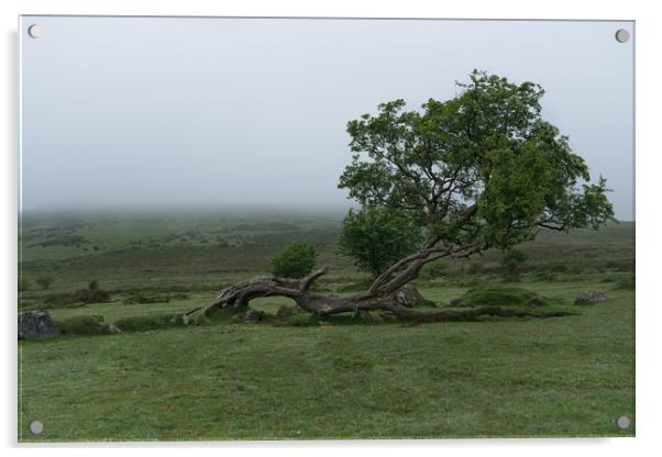 Single Tree On A Foggy Morning  Acrylic by rawshutterbug 