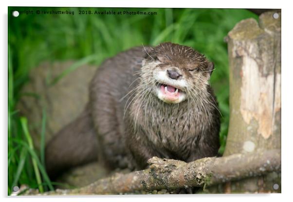 Smiling Otter Acrylic by rawshutterbug 