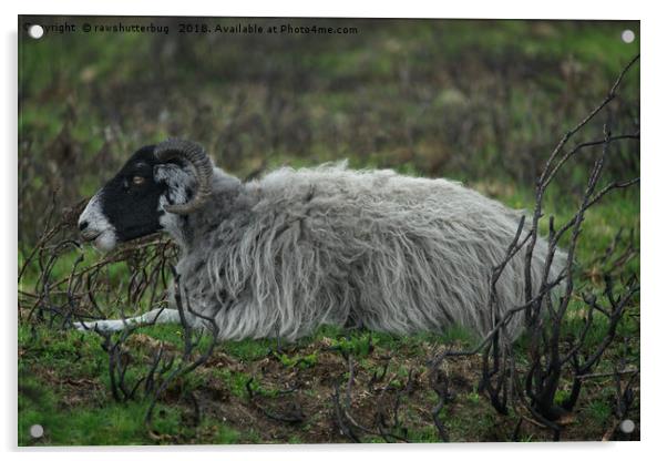 Scottish Blackface Sheep Acrylic by rawshutterbug 