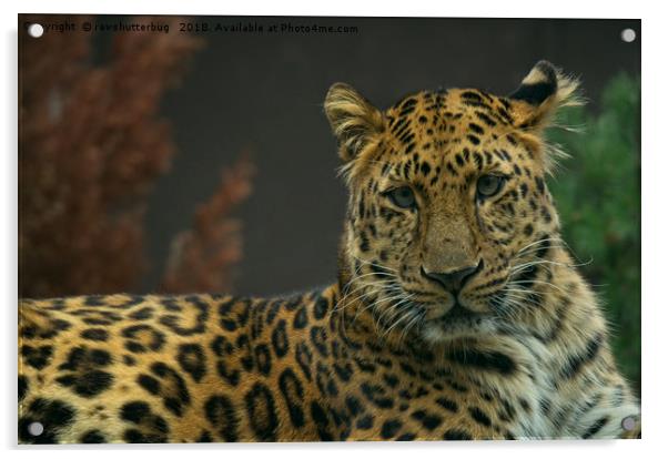 Young Amur Leopard Acrylic by rawshutterbug 