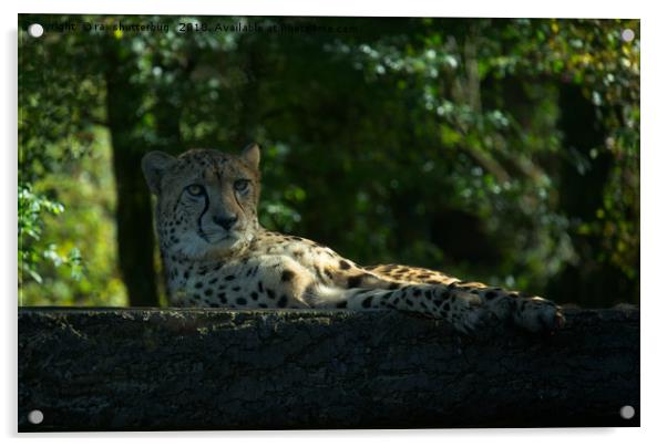 Resting Cheetah Acrylic by rawshutterbug 
