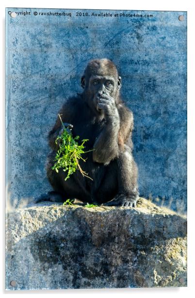 Gorilla Baby Shufai Acrylic by rawshutterbug 