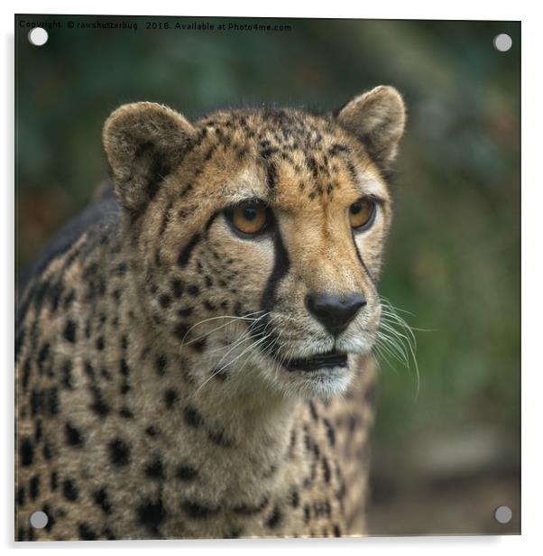 Cheetah's Face Acrylic by rawshutterbug 