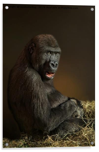 Lope The Gorilla Acrylic by rawshutterbug 