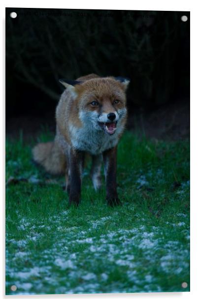 Red Fox Encounter Acrylic by rawshutterbug 