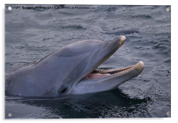 Dolphins Smile Acrylic by rawshutterbug 