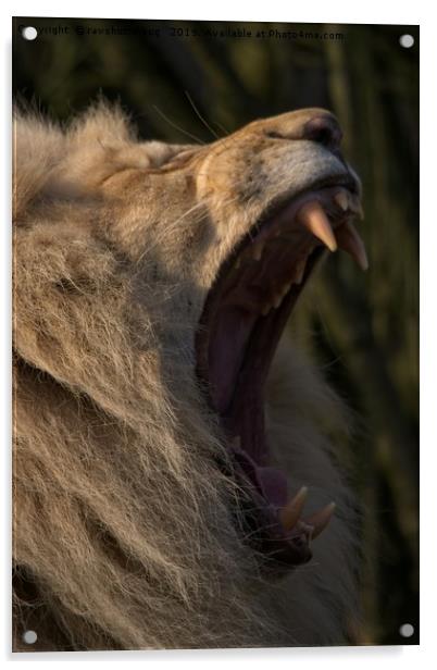 Lions Showing His Teeth Acrylic by rawshutterbug 