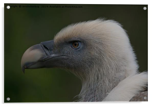 Close-Up Griffon Vulture Acrylic by rawshutterbug 