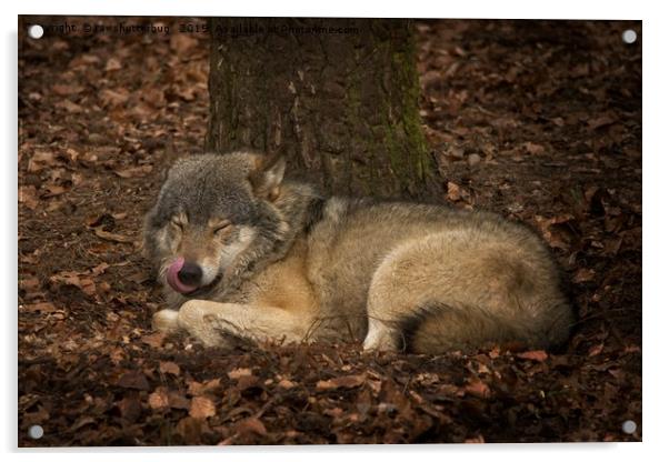 Sleepy Grey Wolf Acrylic by rawshutterbug 