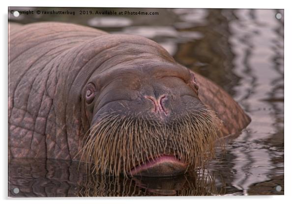 Walrus Close-Up Acrylic by rawshutterbug 