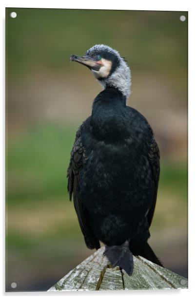 Cormorant Portrait Acrylic by rawshutterbug 