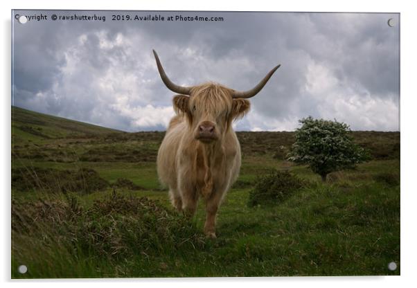 Highland Cow Roaming Free Acrylic by rawshutterbug 