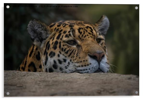Jaguar Peeking Over The Wall Acrylic by rawshutterbug 
