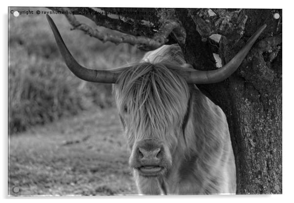 Highland Cow Mono  Acrylic by rawshutterbug 