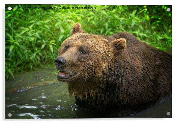 Grizzly Bear Close-Up Acrylic by rawshutterbug 
