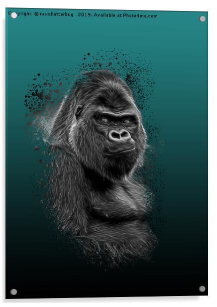 Silverback Gorilla Portrait Acrylic by rawshutterbug 