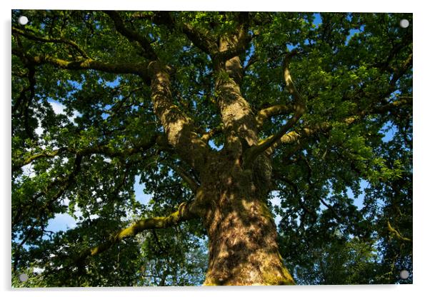 Oak Tree Acrylic by rawshutterbug 