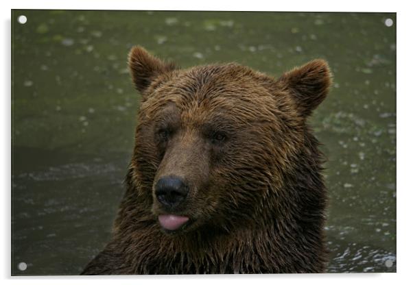 Grizzly Blows A Raspberry Acrylic by rawshutterbug 