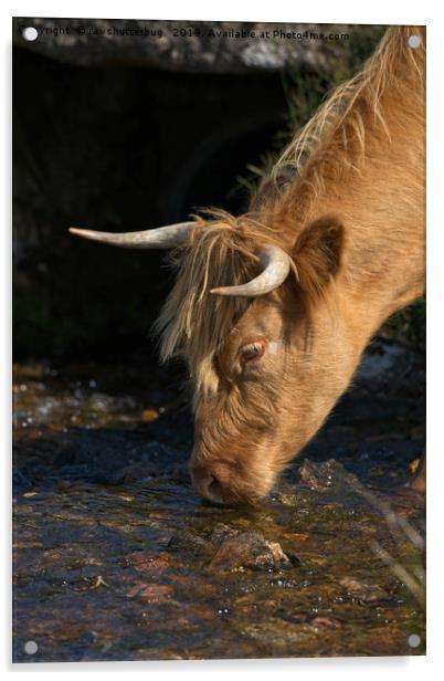 Highland Cow Drinking From A Stream Acrylic by rawshutterbug 