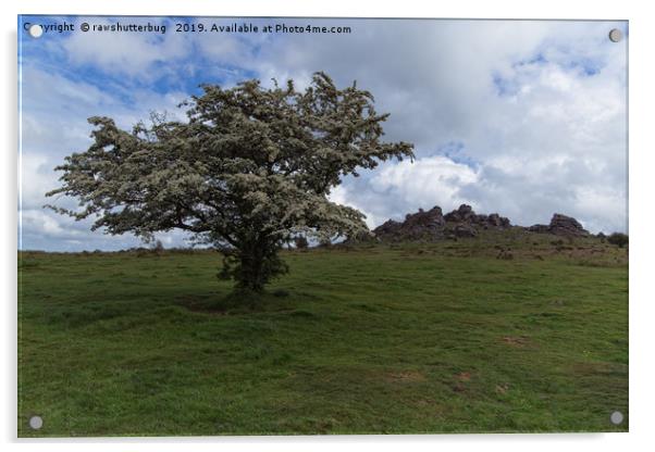 Tree At The Hound Tor Acrylic by rawshutterbug 