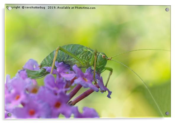 Oak Bush Cricket Acrylic by rawshutterbug 