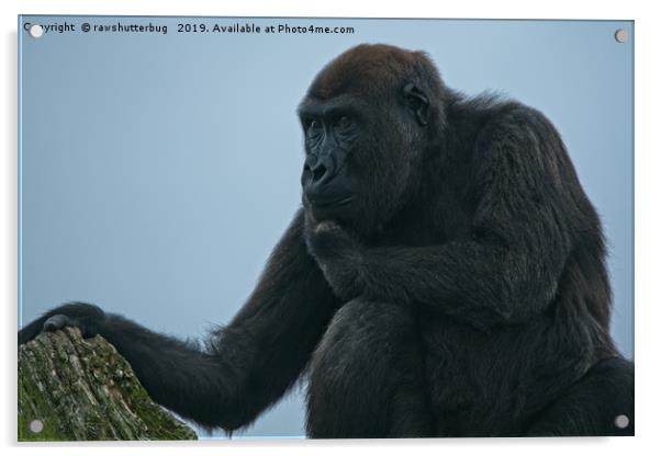 Lope The Gorilla Thinking About His Next Move Acrylic by rawshutterbug 