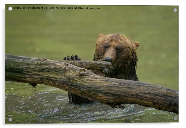 Grizzly Bear  Acrylic by rawshutterbug 
