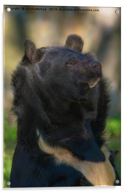 Sloth Bear Acrylic by rawshutterbug 