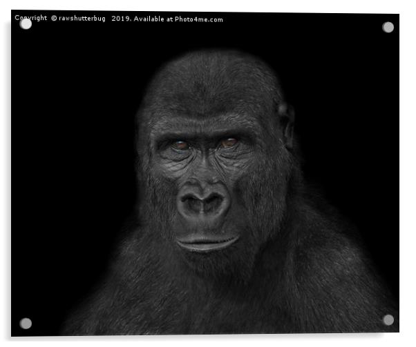 Gorilla Face Acrylic by rawshutterbug 