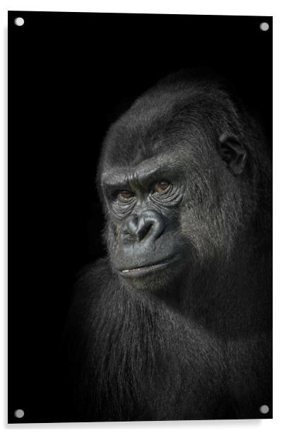 Gorilla Mother Acrylic by rawshutterbug 