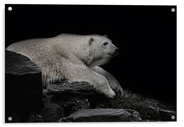 Polar Bear On The Rock Acrylic by rawshutterbug 