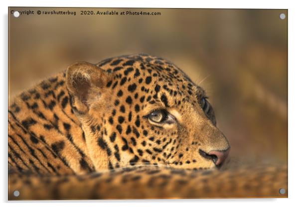 Face Of A Leopard Acrylic by rawshutterbug 